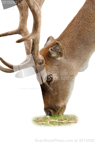 Image of isolated grazing deer