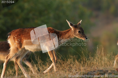 Image of deer calf walking on a glade