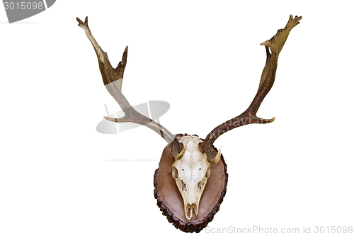 Image of fallow deer hunting trophy