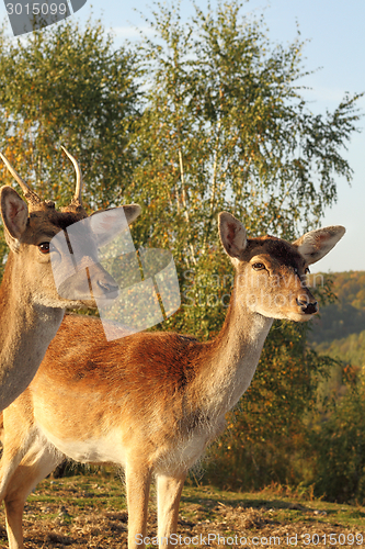 Image of fallow deer hind portrait