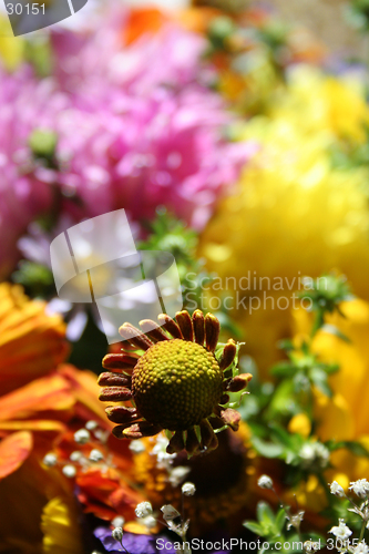 Image of Autumn flowers