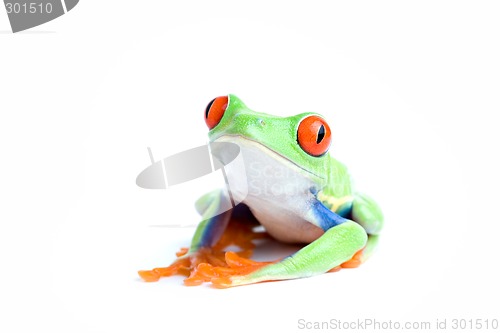 Image of frog posing isolated on white