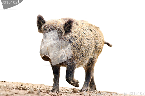 Image of isolated wild boar