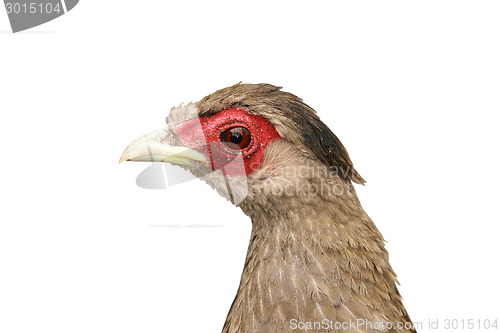 Image of isolated female silver pheasant