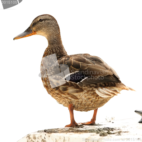 Image of isolated mallard duck standing on a boat