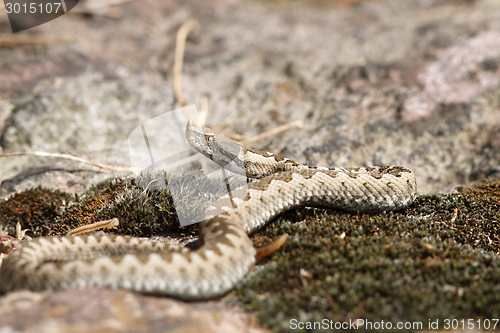 Image of young european sand viper