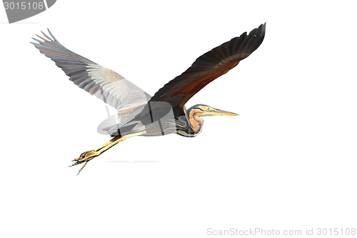 Image of purple heron over white