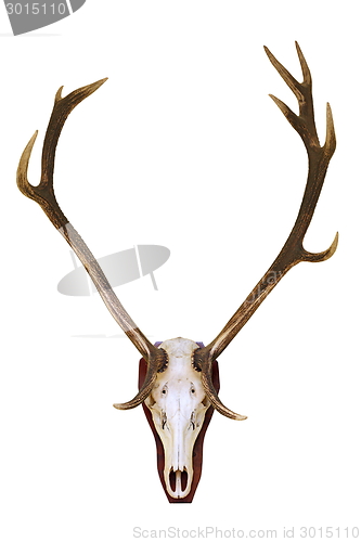 Image of red deer buck skull
