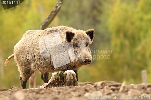 Image of wild hog near stump