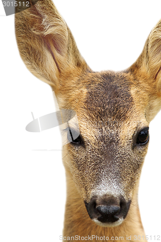 Image of isolated head of a roe deer