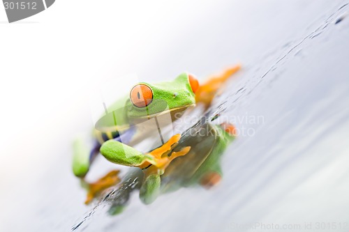 Image of frog on glass