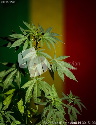 Image of Marijuana plant on rastafarian flag background.