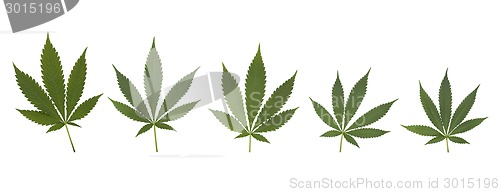 Image of Set of cannabis leaves set