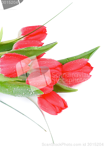 Image of Spring Tulips