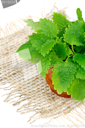 Image of Lemon Balm