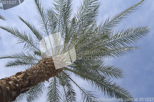 Image of Palm Tree