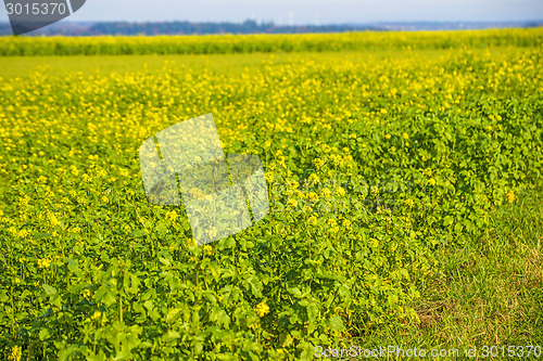 Image of mustard field