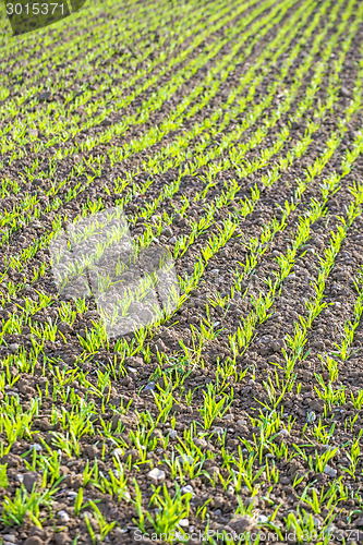 Image of winter wheat 