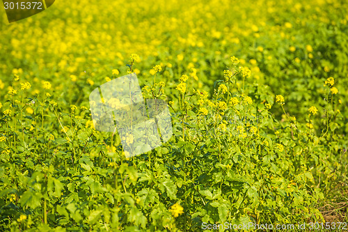 Image of mustard field