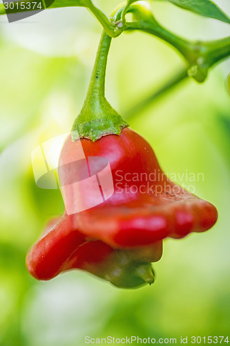 Image of chili bishops crown