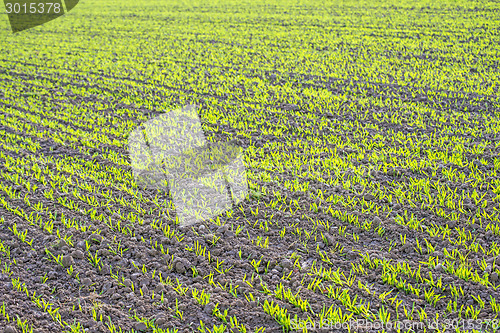 Image of winter wheat 
