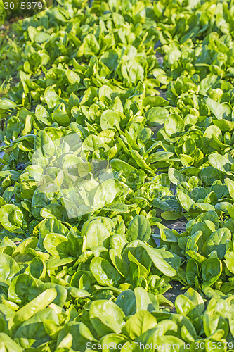 Image of field of spinach
