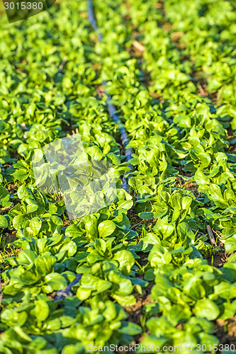 Image of field of spinach