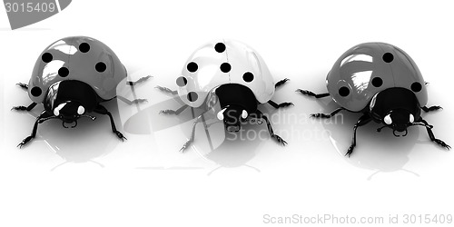 Image of Ladybirds