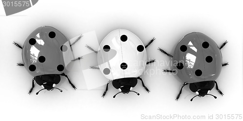 Image of Ladybirds