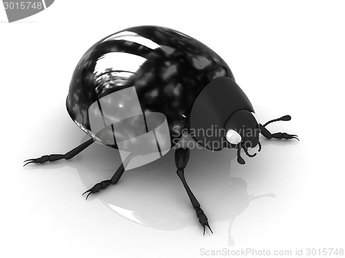 Image of Ladybird 