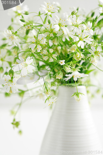 Image of Forest flowers