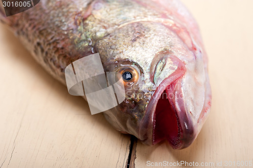Image of fresh whole raw fish