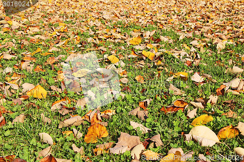 Image of Autumn leaves on grass