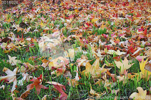 Image of Autumn leaves on grass 