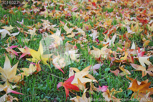Image of Autumn leaves on grass 
