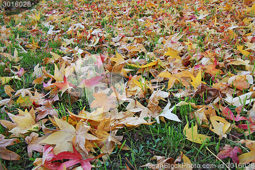 Image of Autumn leaves on grass 
