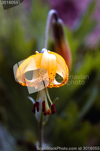 Image of Tiger Lily