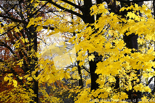 Image of Autumn