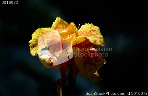 Image of Iris