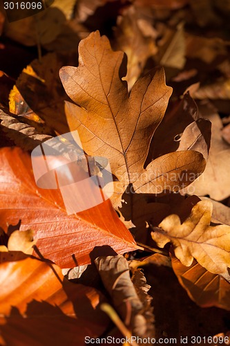 Image of Autumn leaves