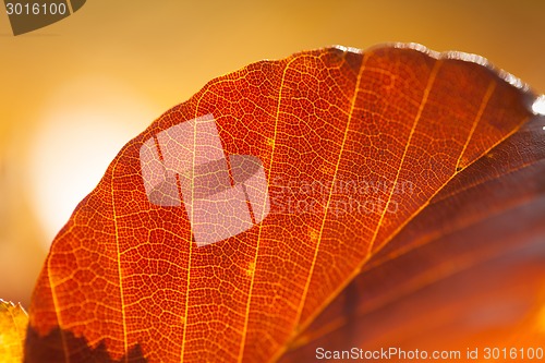 Image of Autumn leaves