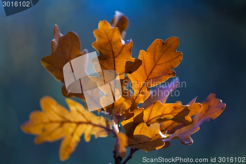 Image of Autumn leaves