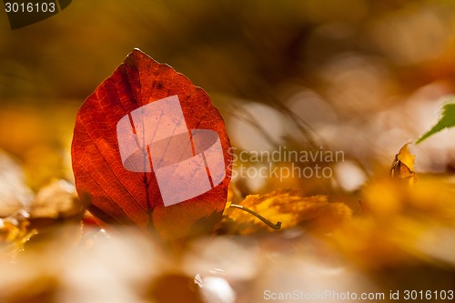 Image of Autumn leaves