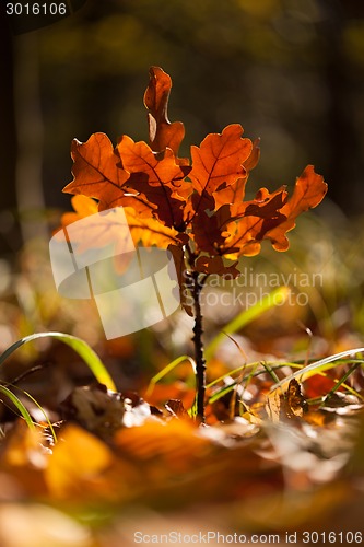Image of Autumn leaves
