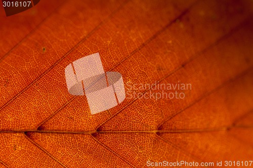 Image of Autumn leaves