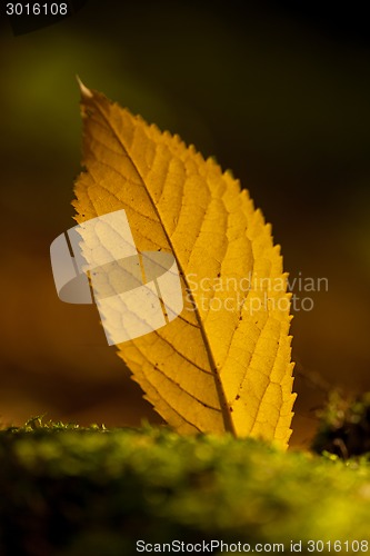 Image of Autumn leaves