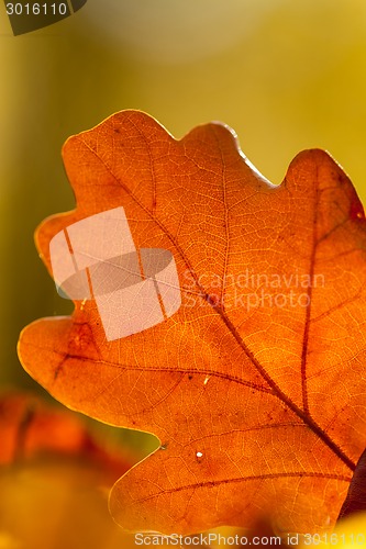 Image of Autumn leaves