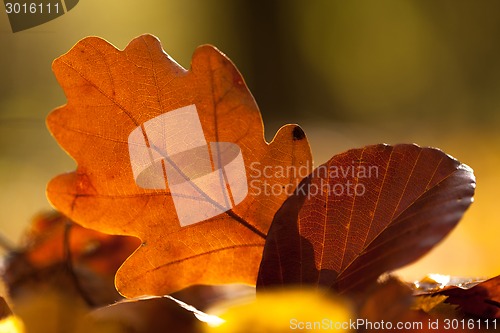 Image of Autumn leaves