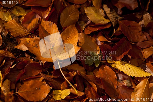 Image of Autumn leaves