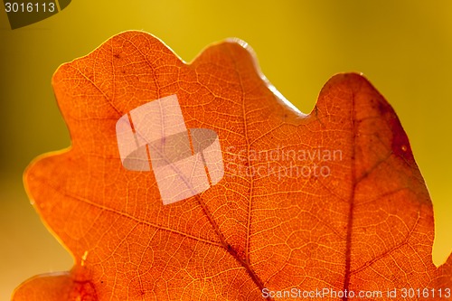 Image of Autumn leaves
